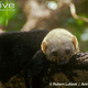Illustration for article titled Monday Mustelid - Eira barbara Edition
